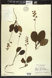 Pyrola elliptica image