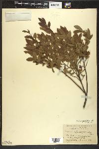 Vaccinium angustifolium image