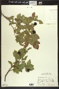 Vaccinium membranaceum image