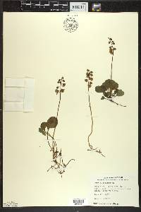 Pyrola chlorantha image