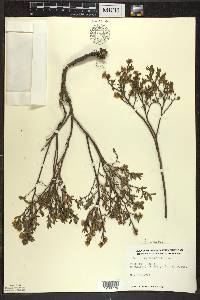 Vaccinium angustifolium image