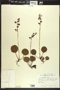 Pyrola asarifolia image