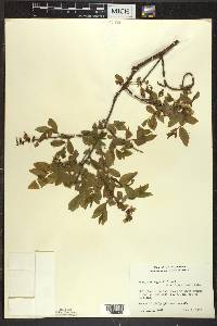 Vaccinium angustifolium image