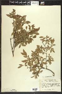 Vaccinium angustifolium image