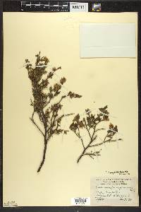 Vaccinium angustifolium image