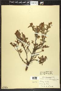 Vaccinium angustifolium image