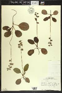 Pyrola elliptica image