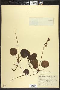 Pyrola asarifolia image