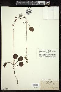 Pyrola asarifolia image