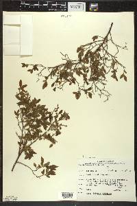 Vaccinium angustifolium image