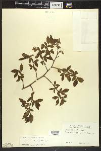 Vaccinium angustifolium image