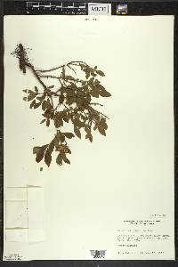 Vaccinium angustifolium image