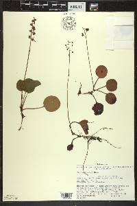 Pyrola asarifolia image