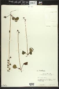 Pyrola chlorantha image