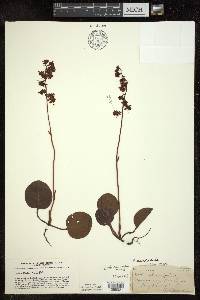 Pyrola asarifolia image