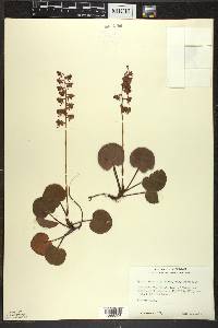 Pyrola asarifolia image