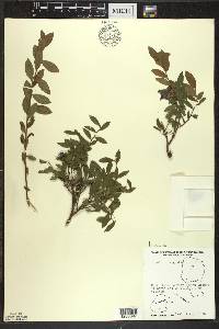 Vaccinium angustifolium image