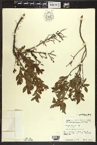 Vaccinium angustifolium image