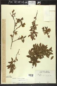 Vaccinium angustifolium image