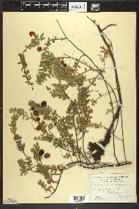 Vaccinium macrocarpon image