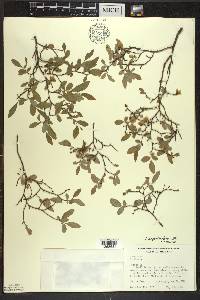 Vaccinium angustifolium image