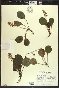 Pyrola americana image