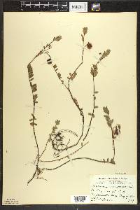 Vaccinium macrocarpon image