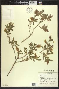 Vaccinium angustifolium image