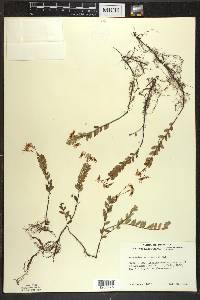 Vaccinium macrocarpon image