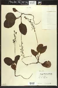 Pyrola elliptica image