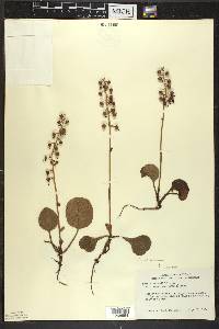 Pyrola americana image