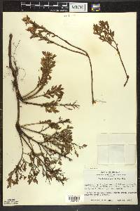 Vaccinium angustifolium image