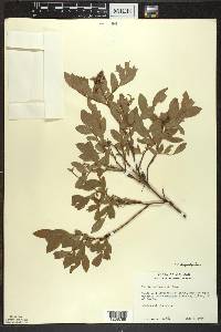 Vaccinium angustifolium image