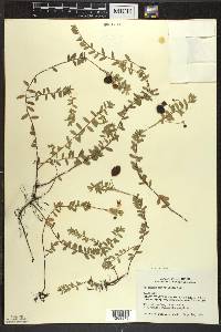 Vaccinium macrocarpon image