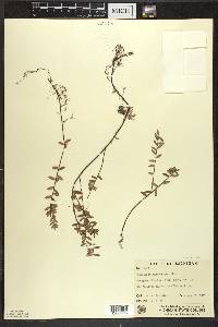 Vaccinium macrocarpon image