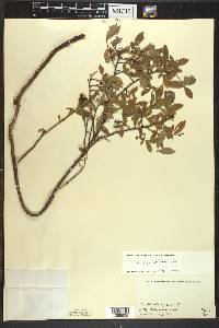 Vaccinium angustifolium image