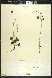 Pyrola chlorantha image