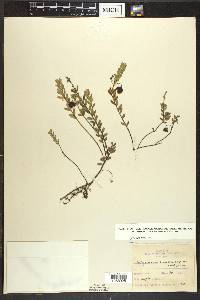 Vaccinium macrocarpon image