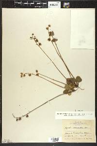 Pyrola chlorantha image