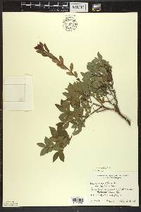 Vaccinium angustifolium image