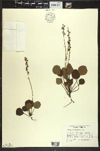 Pyrola chlorantha image