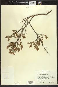 Vaccinium angustifolium var. nigrum image