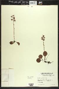 Pyrola asarifolia image
