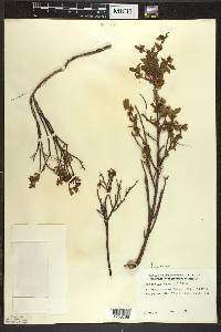 Vaccinium angustifolium image