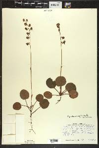 Pyrola asarifolia image