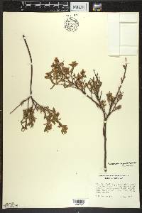 Vaccinium angustifolium image