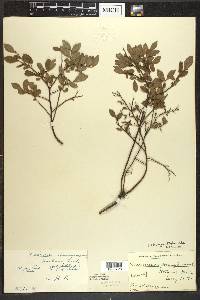 Vaccinium angustifolium image