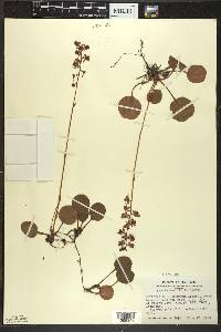 Pyrola asarifolia image