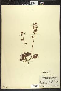 Pyrola asarifolia image