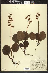 Pyrola americana image